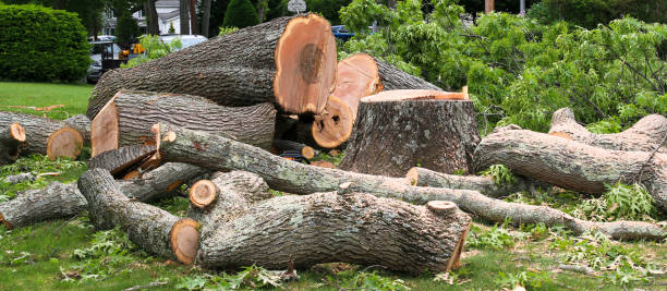 Best Arborist Consultation Services  in Rancho Cumonga, CA