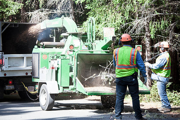 Best Tree Maintenance Programs  in Rancho Cumonga, CA