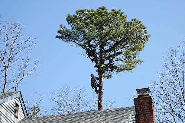 Best Hazardous Tree Removal  in Rancho Cumonga, CA